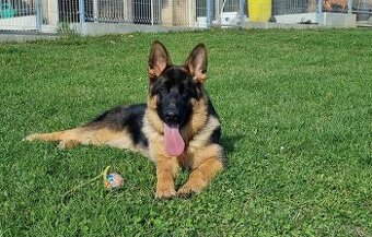 Štěně německý ovčák s PP