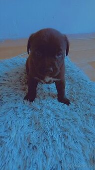 Stafordšírský bulteriér