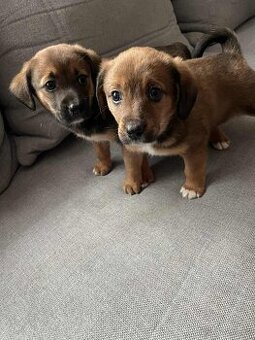 Jezevčík x pražský krysařík