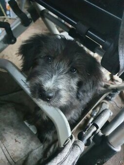 Stene krizenec borderkolie × holandsky pinc