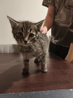 OPĚT VOLNÝ - DARUJI KOTĚ / KOCOUR