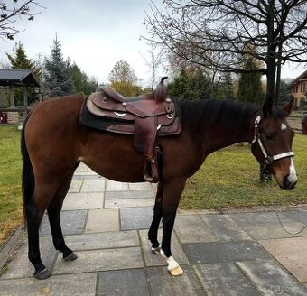 2,5 ročná AQH kobylka