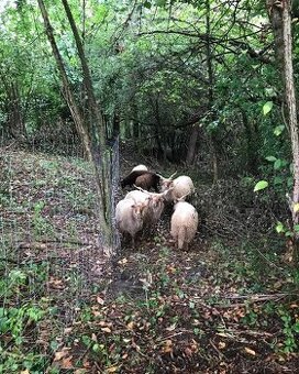Prodej, ovcí a beranů, Cápova ovce - Racky