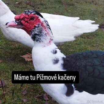 Kačena Pižmová