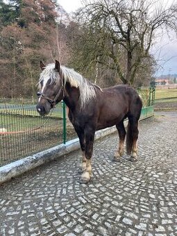 Norický hřebec - 1