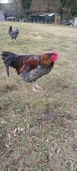 Prodám kohouty 4 x