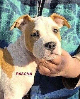 AMERICKÝ STAFORDŠÍRSKY TERIÉR s PP