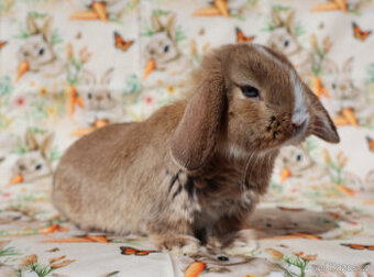 Modrooký zakrslý beránek sameček NHD .