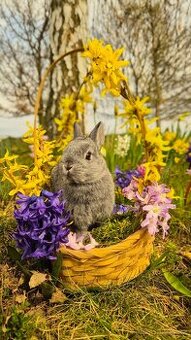 Zakrslý králík, králíček, králíci