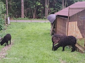 quessantská ovce - nenáročná sekačka