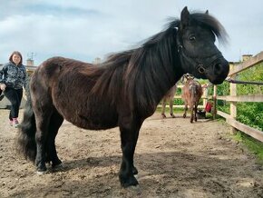 Shetland pony valach s PP