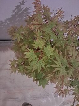 Bonsai,bonsaj Javor