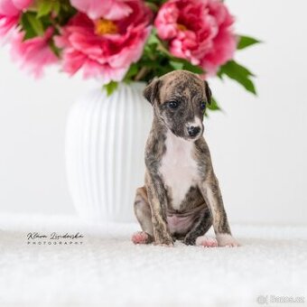Whippet/vipet štěňátka s PP