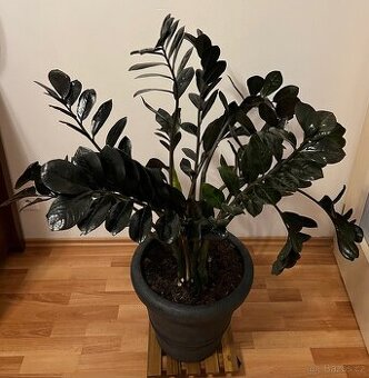 SUPER NABIDKA❗️ Zamiokulkas Black Raven