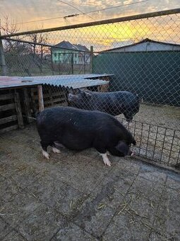 Prase-Duroc