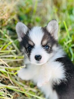 Welsh corgi pembroke s PP (FCI) - 1