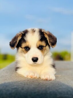 Welsh corgi pembroke s PP (FCI)