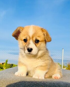 Welsh corgi pembroke s PP (FCI)