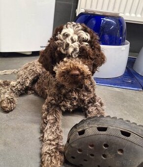 Lagotto romagnolo s PP (italský vodní pes) - 1