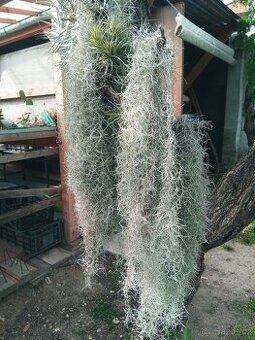 Tillandsia usneoides - 1
