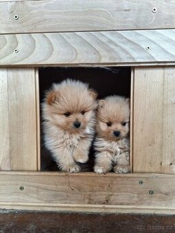 Pomeranian
