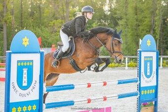 Pony klisna do sportu 6 let/ 146 KVH kat. B