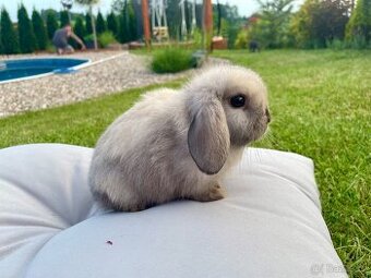 Zakrslý beránek Minilop - samičky - 1