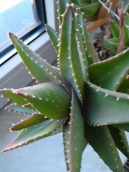 Prodám léčivku Aloe Vera - 1