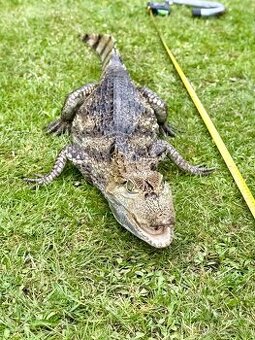 CAIMAN CROCODILUS
