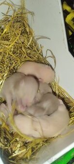 Křečci