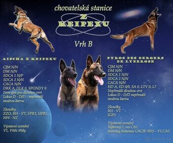 Belgický ovčák malinois s PP - 1