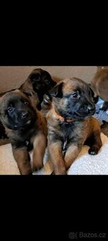Belgický ovčák malinois s PP