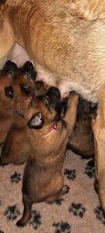 Belgický ovčák malinois s PP