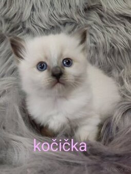 Ragdoll koťátka bez pp