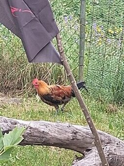 Kohouti české zlaté kropenky