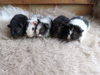 Morče  US Teddy / morčata / morčátko