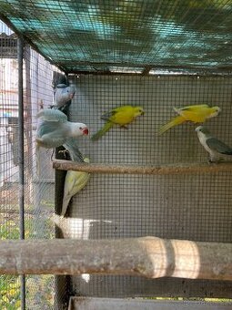 Mníšek šedý samec modrý s DNA