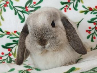 Volná samička - Anglický Zakrslý Beránek MiniLop🍑🧡