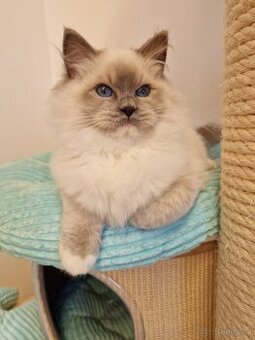 Ragdoll kotata s PP Fife