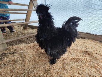 Kohout - hedvábnička kadeřavá