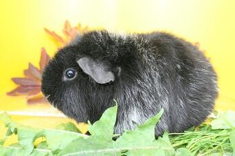 Morče, morčata samičky.