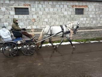 Prodám starokladrubského hřebce