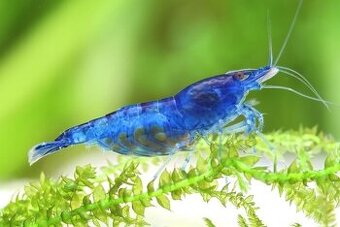 Krevetka Neocaridina var. Blue Dream