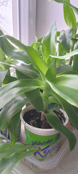 léčivá KALÍSIE vonná - - viz text a foto