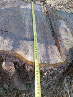 Prodám KMEN OŘEŠÁKU