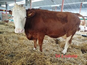 ČESTR dojnice jen do dobrých podmínek