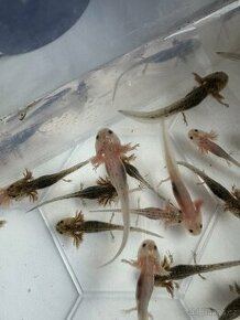 Mláďata axolotla mexického