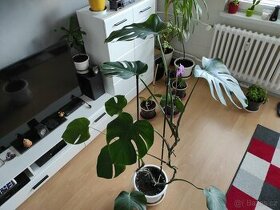 Monstera 140 cm