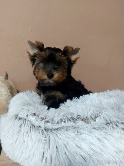 Yorkshire terrier