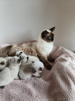 Ragdoll bez PP kotě/kocourek